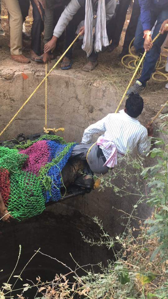 Tiger rescue team in ranthambore
