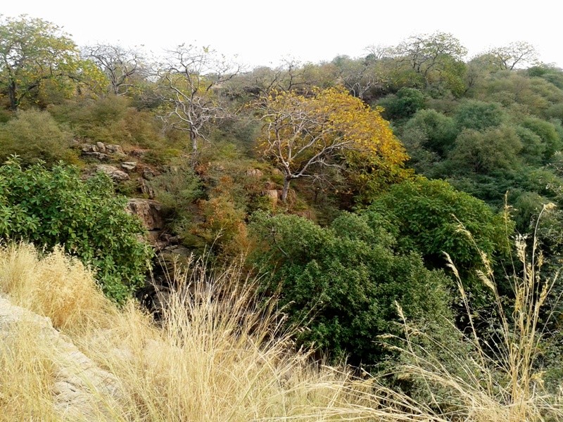 Tiger safari park Ranthambore