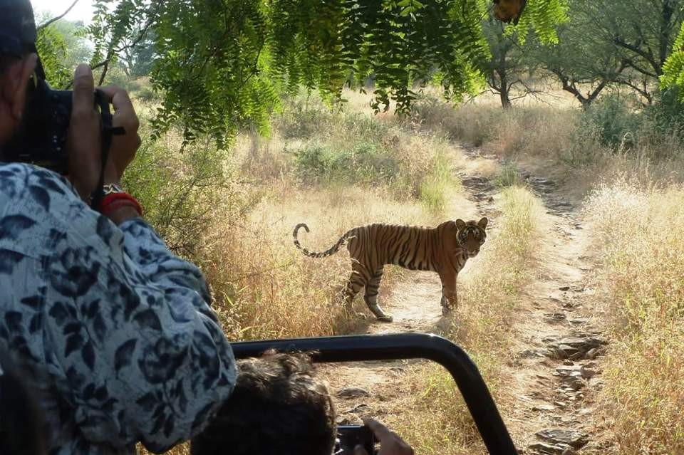Tiger sighting in Ranthambore