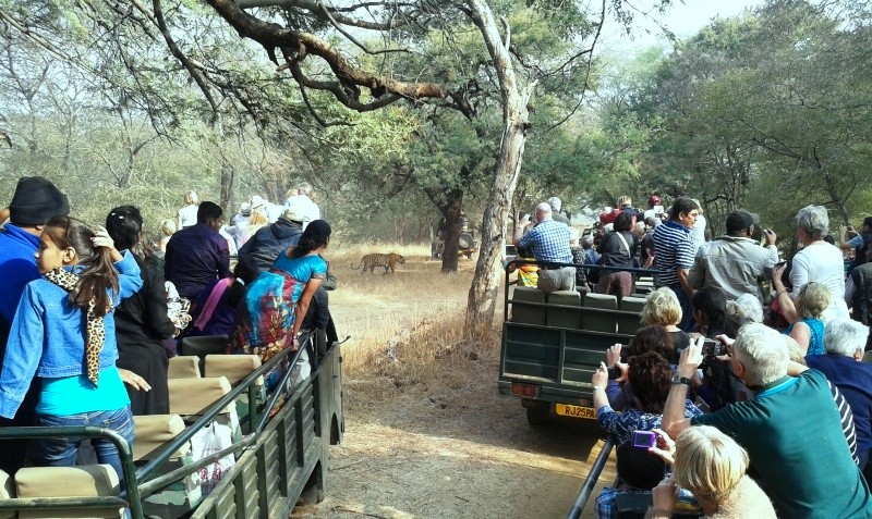 Tiger sighting in Ranthambore_1