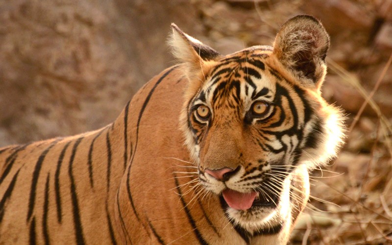 Tiger sultan T-72 Ranthambore