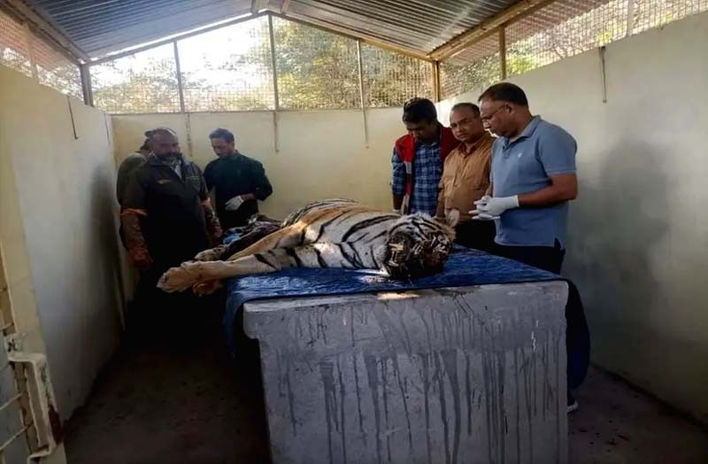 Tiger t-114 death