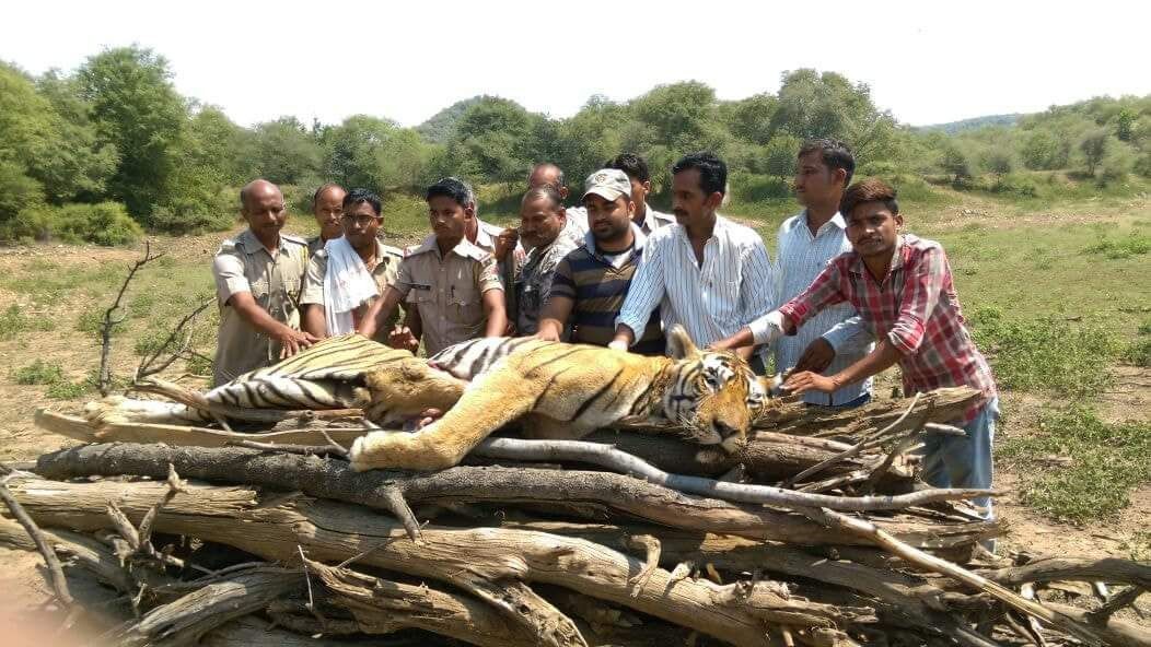 Tiger t33 Died