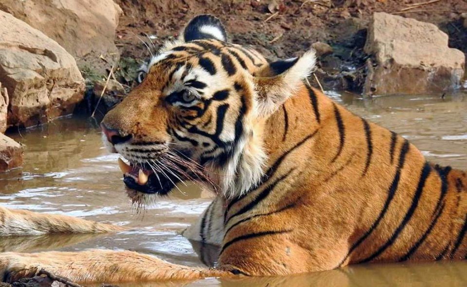 Tiger territory in ranthambore safari zone