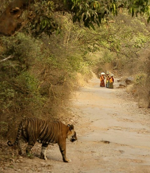 Tiger ustad on ranthambore road