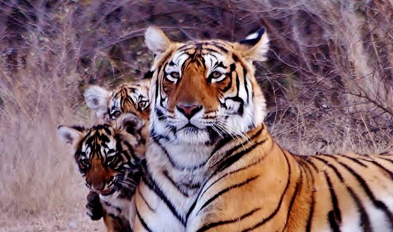 Tigress Arrowhead Ranthambore