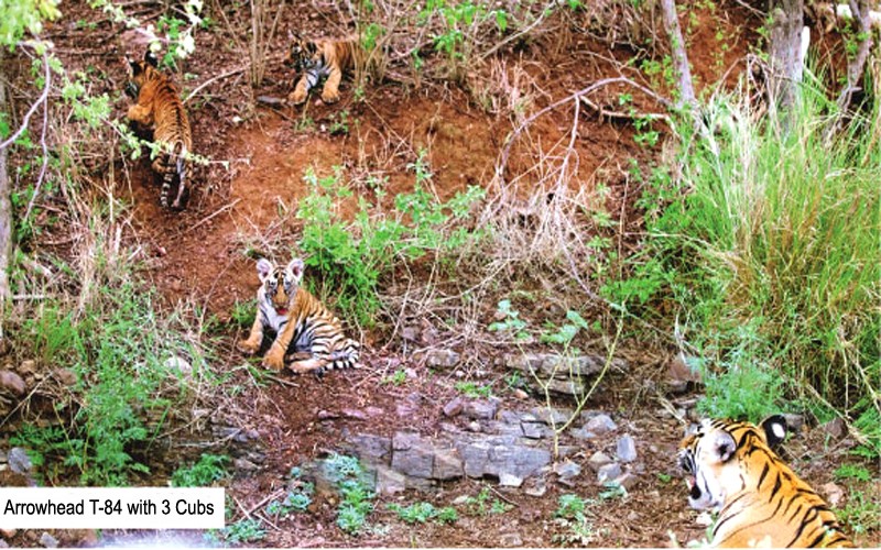 Tigress Arrowhead with 3 cubs Ranthambore