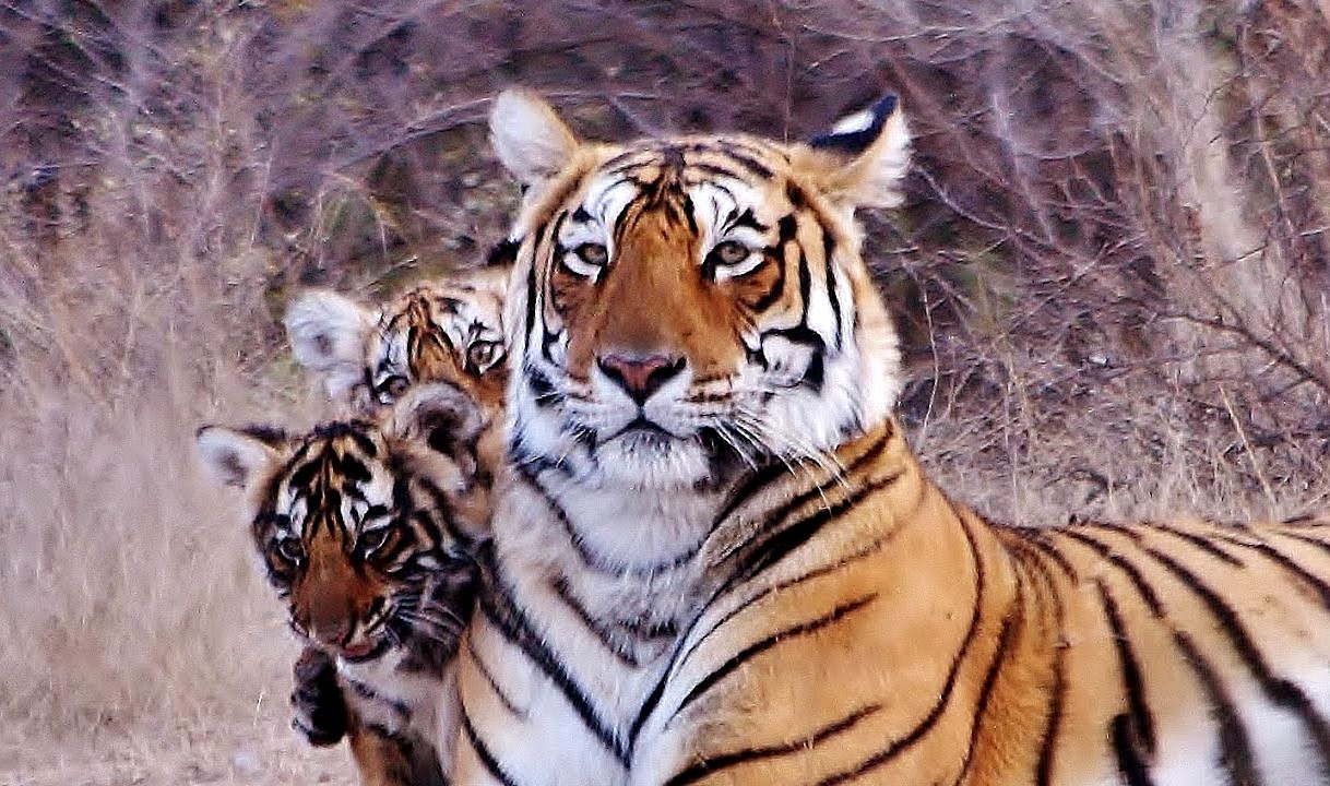 Tigress Arrowhead with cubs