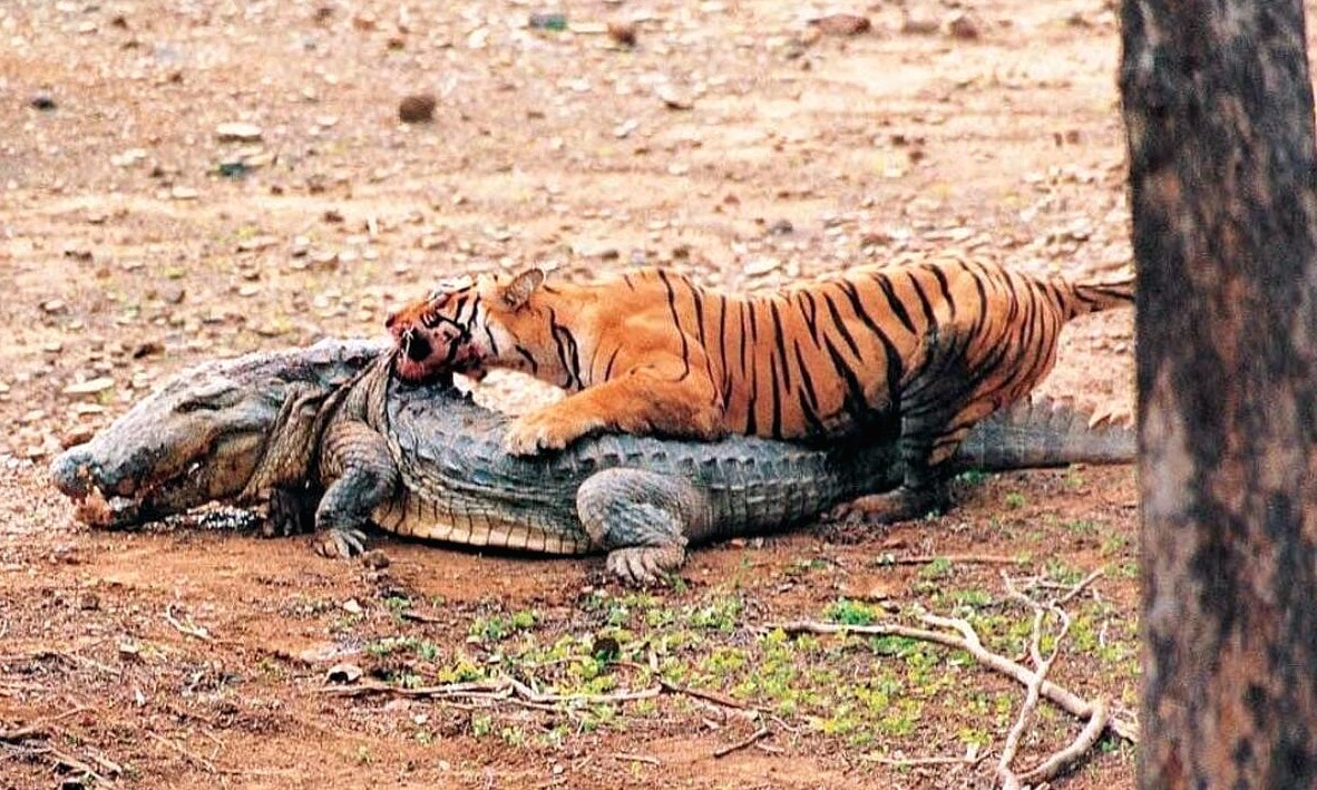 Tigress Machli Killed Crocodile Ranthambore
