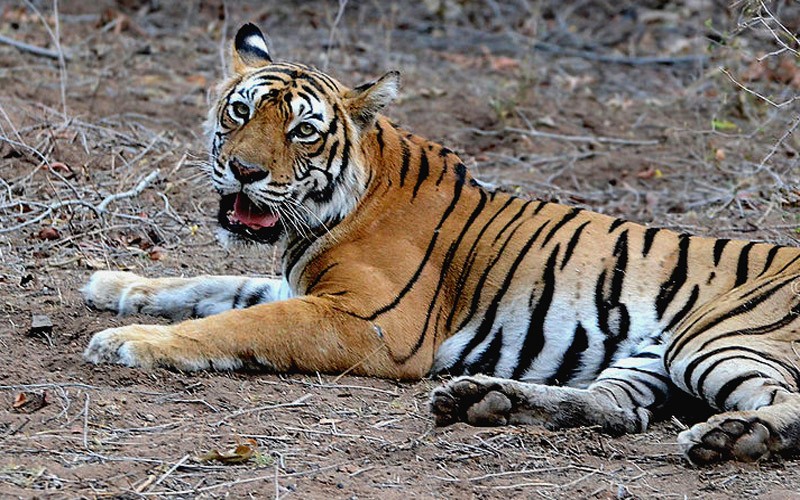 Tigress Machli Photograph