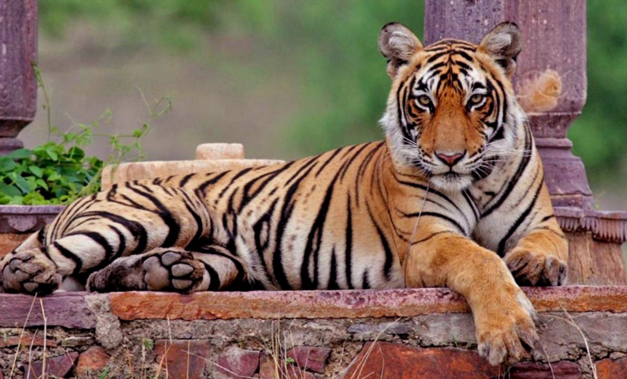 Tigress Machli ranthambore