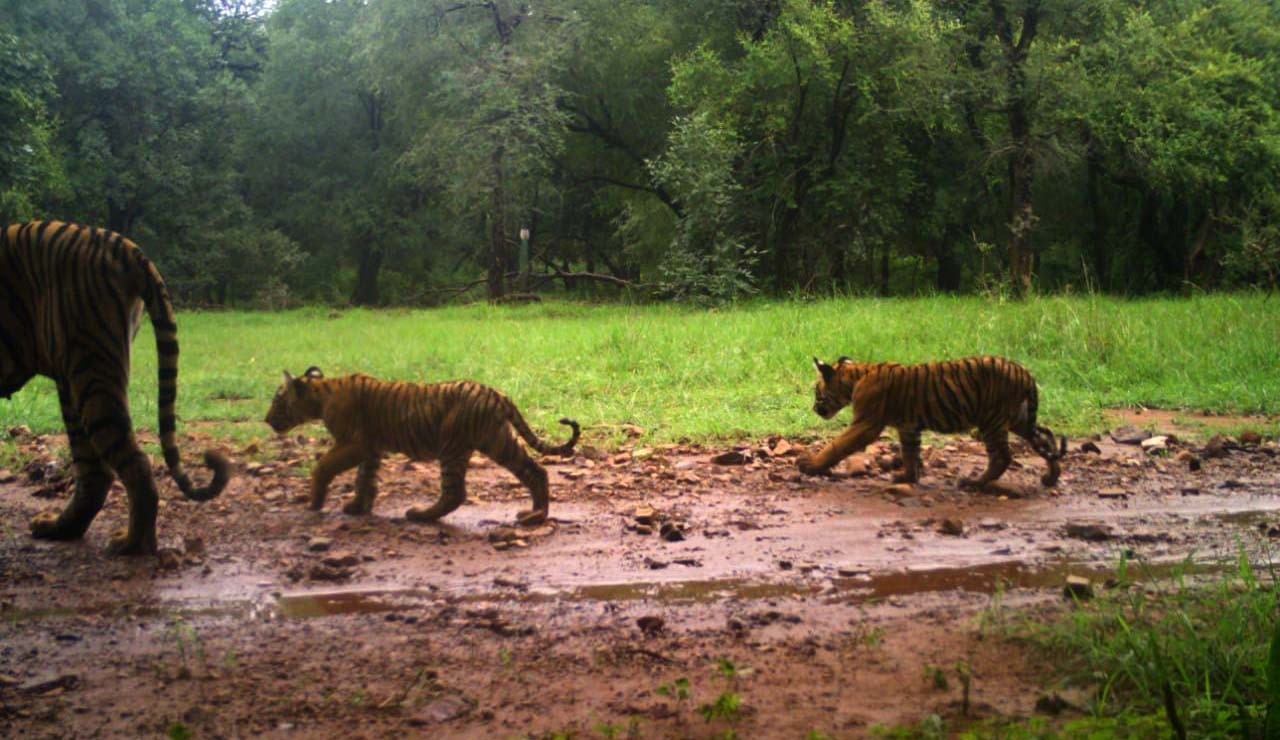 Tigress Noori t-105 with cubs in Ranthambore 1