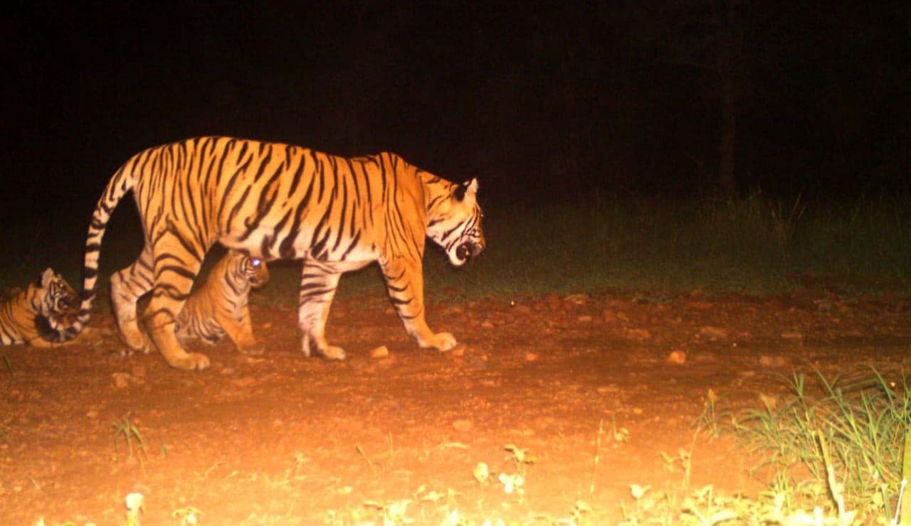 Tigress Noori t 105 with cubs in Ranthambore
