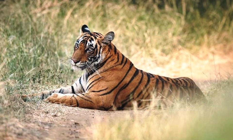 Tigress Riddhi Ranthamor