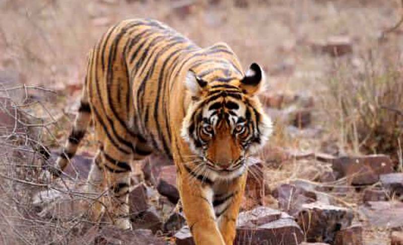 Tigress Riddhi spotted with newborn cub in Ranthambore National Park