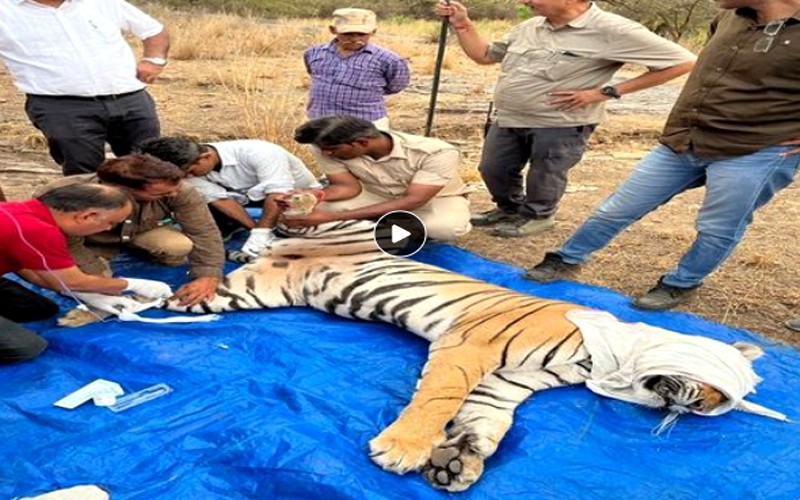 Infection in the intestine of Ranthambore's tigress T-124: Tranquilizing and treating the wound, left in the forest