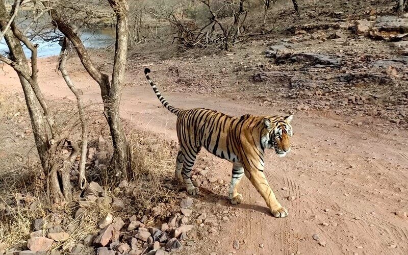 Tigress Ridhi Ranthambore