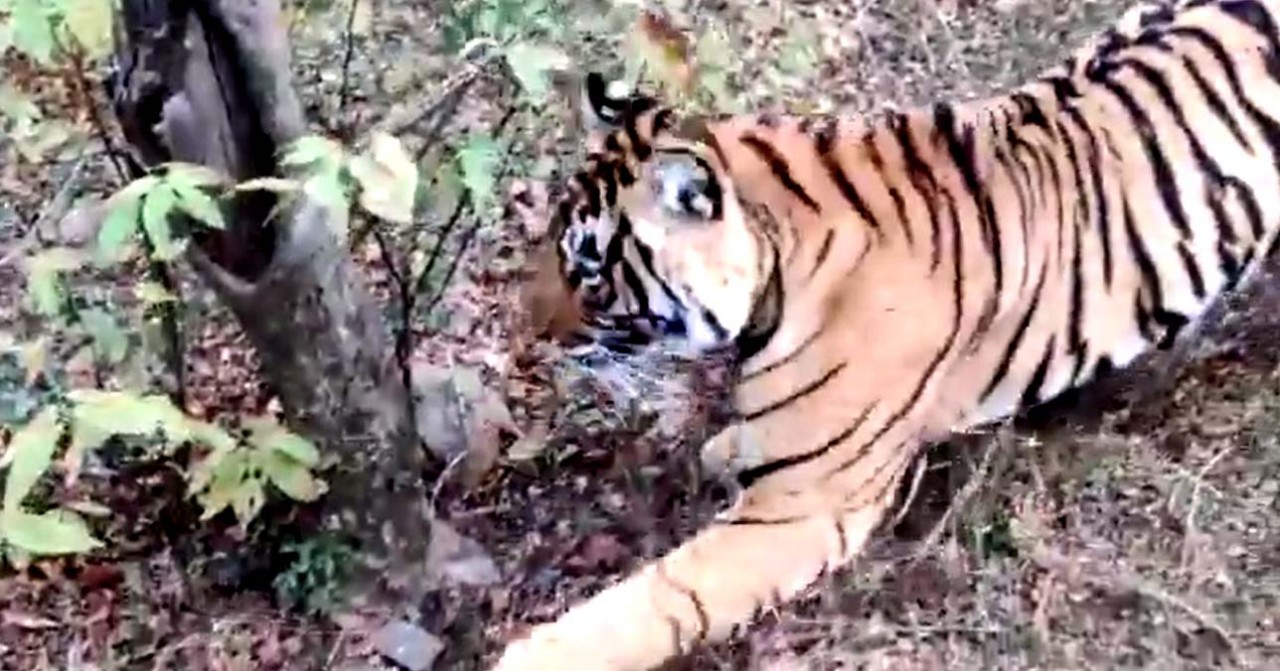 Tigress Sultana attacked dog in front of safari jeep in Ranthambore National Park: Watch viral video