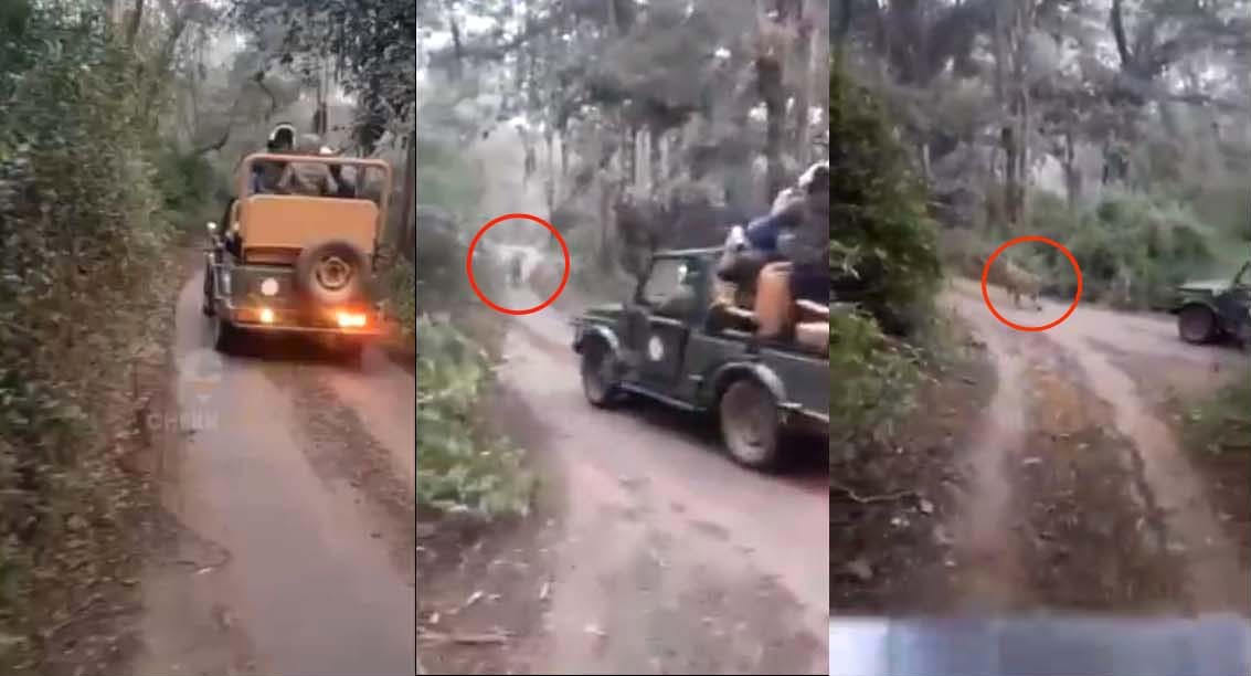 Tigress Sultana chases Jeep during Ranthambore Tiger Safari