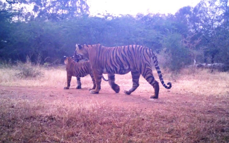 Tigress T-107 Sultana with cubs Ranthambore