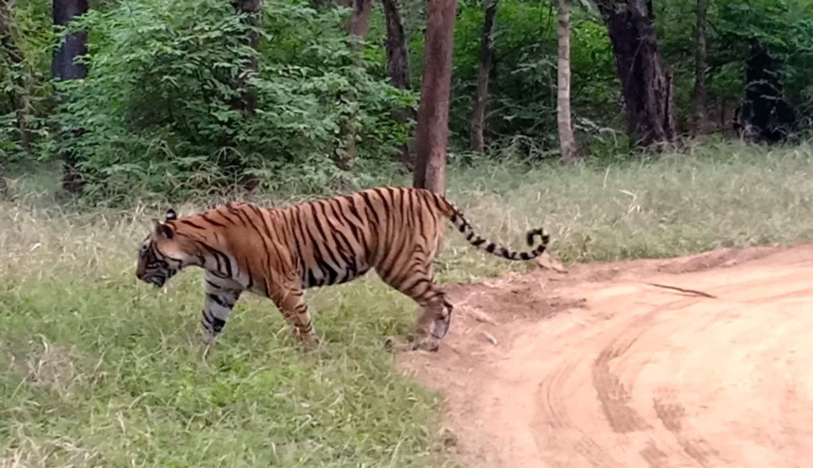 Tigress T-107 Sultana