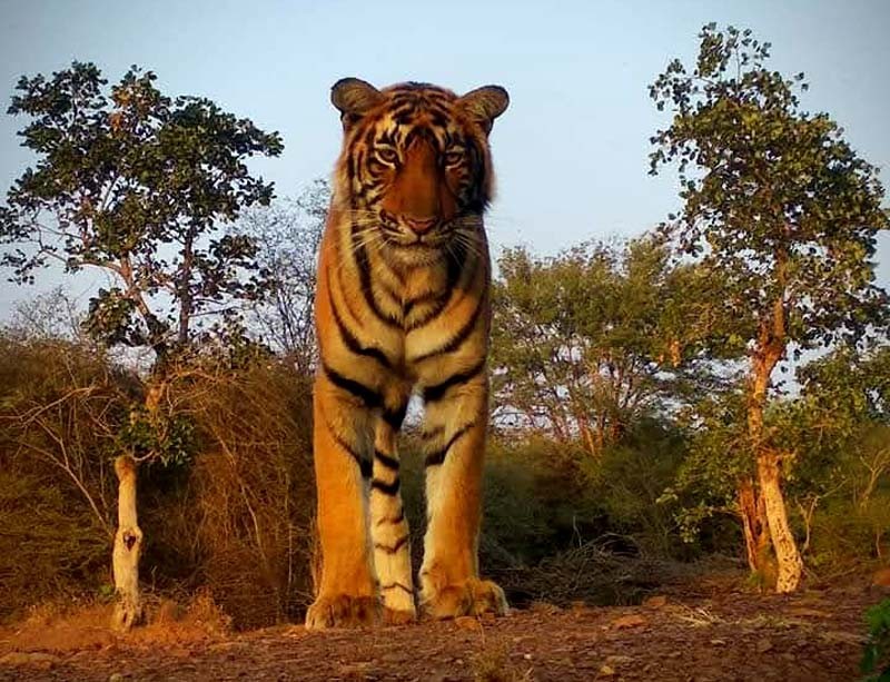 Tigress T-114 Ranthambore