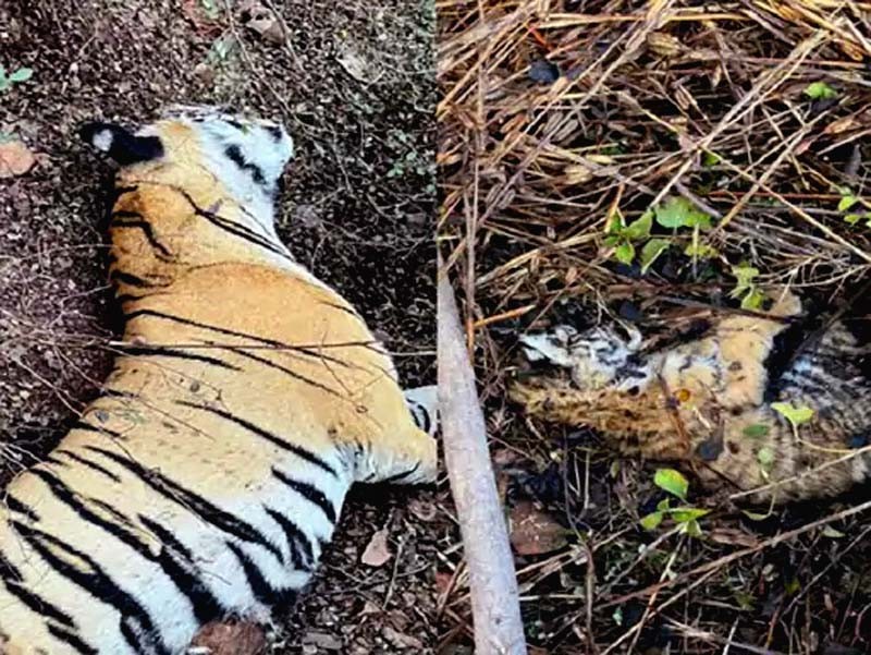 Tigress T-114 and one of her cubs found dead