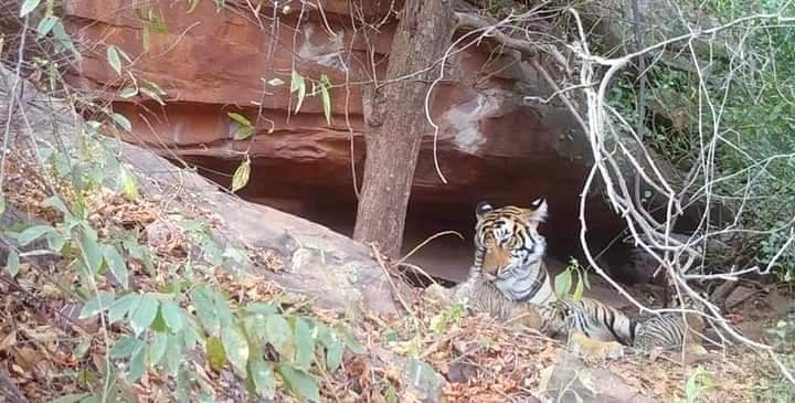 Tigress T-117 with cubs