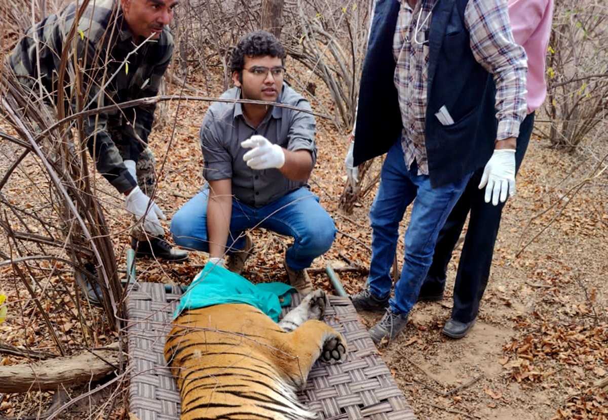 Tigress T-134 shifted from Ranthambore to Sariska