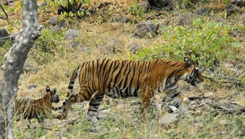 Tigress T-39 with cubs Ranthambore