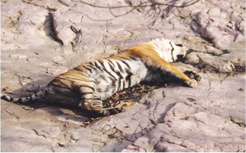 News: Tigress T-61 found dead in Ranthambore National Park