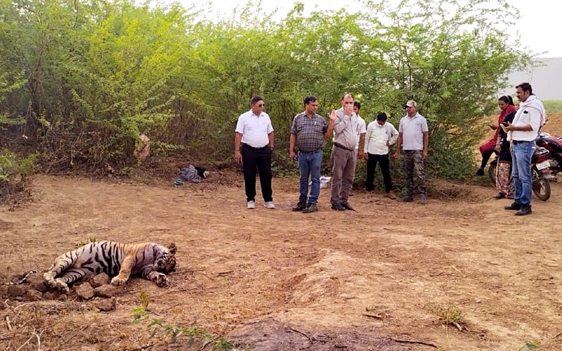 Tigress T69's cub dies in Ranthambore, fear of conflict with male tiger