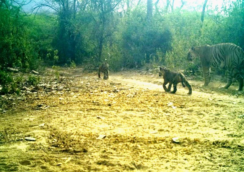 Tigress T-69 with 2 cubs in Ranthambore