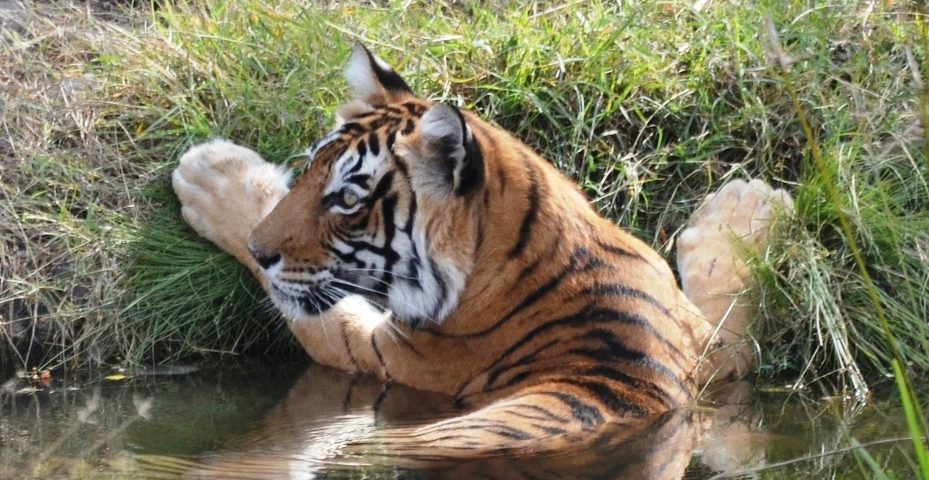 Tigress T-8 in Ranthambore