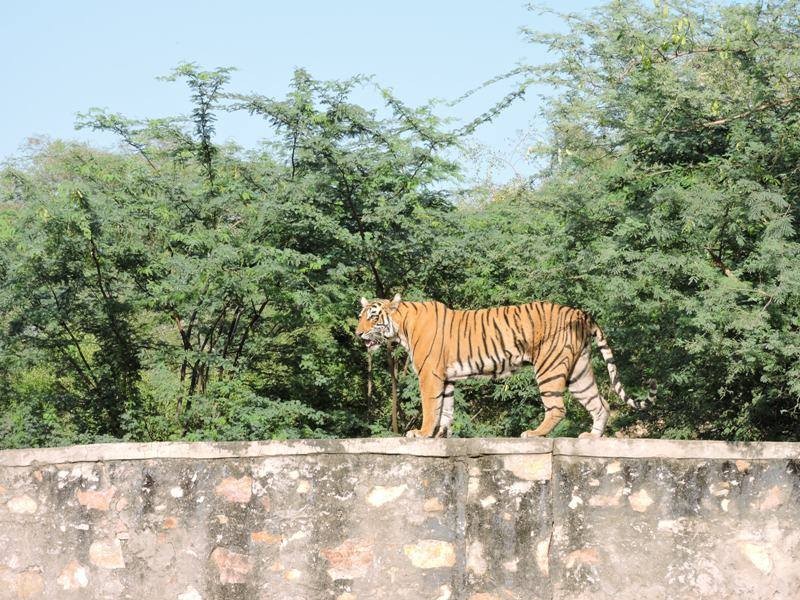 Tigress T83 lighting Ranthambore