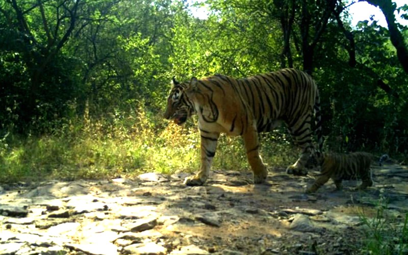 Tigress T-94 spotted with two newborn cubs in Ranthambore