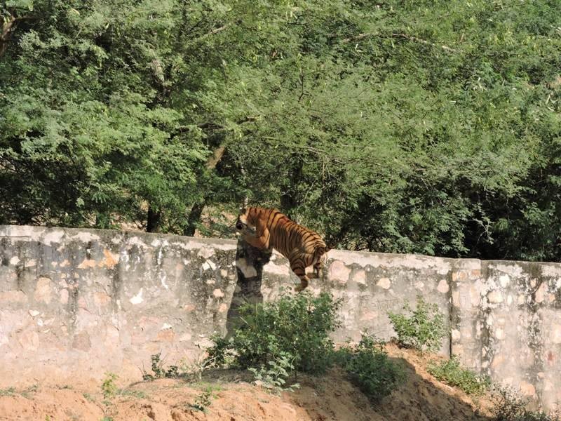 Tigress lighting Ranthambore