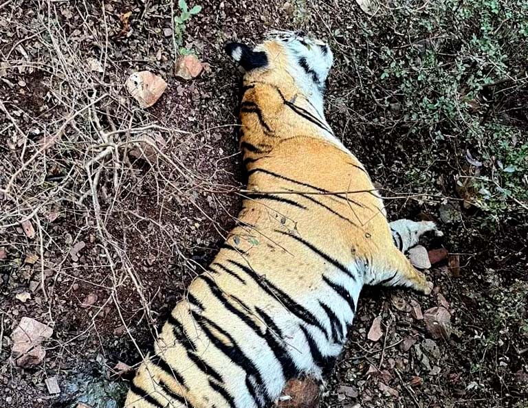 Tigress t-114 death in Ranthambore