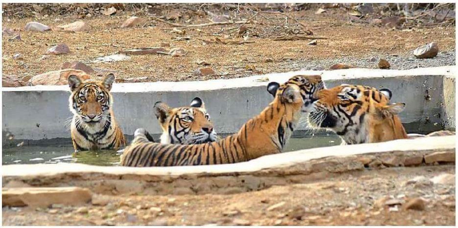 Two new cubs were seen with parents in the water pool at Ranthambore on the summer day