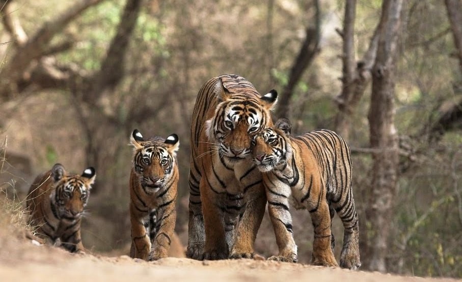 Ultimate Wildlife Reality in Ranthambore National Park