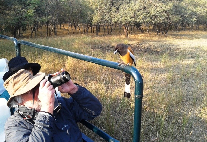 Wildlife photography safari in Ranthambore