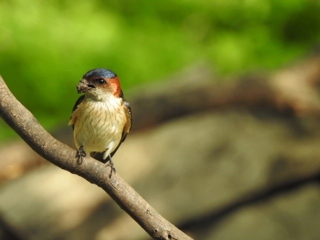 birds by dia mirza ranthambore