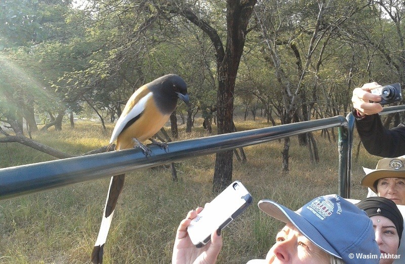 birds in ranthambhore