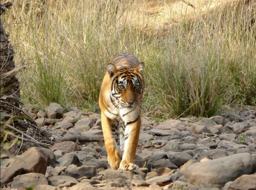 by tanveer ajju