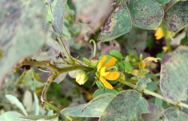 cassia_5