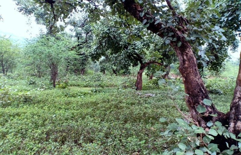 cassia_6
