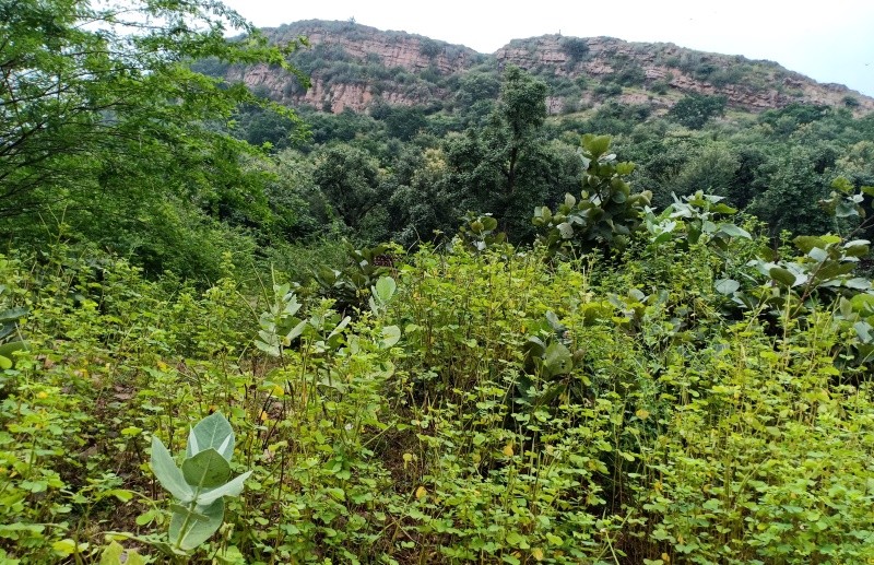 cassia_7