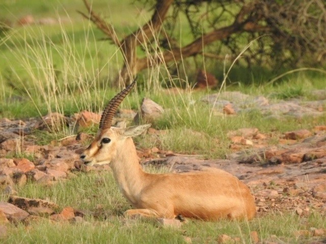 chinkara ranthambhore