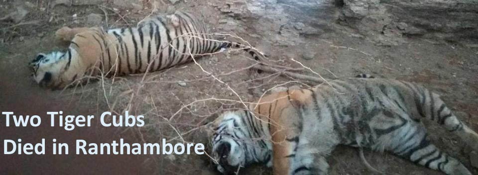 cub dead copy