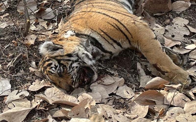 cub of t-102 ranthambore